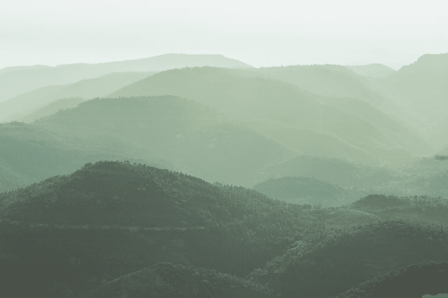 Mist drifting over a dense evergreen forest